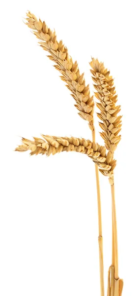 Колосся пшениці . — стокове фото