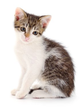 küçük gri kedicik.