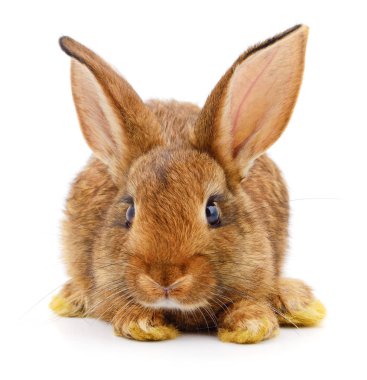 Kahverengi beyaz tavşan.