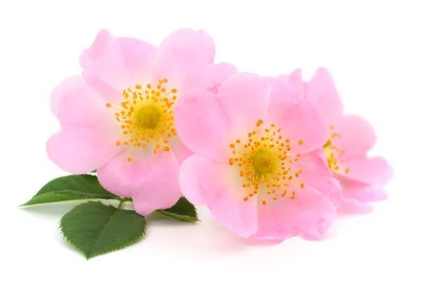Las flores de rosa silvestre aisladas . —  Fotos de Stock