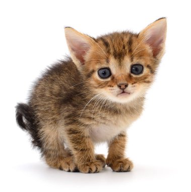 Küçük kahverengi yavru kedi.