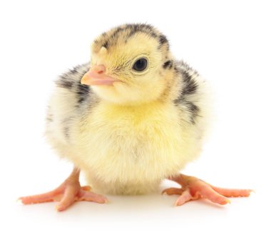 İzole tavuk Türkiye.