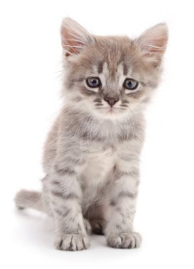 küçük gri kedicik.