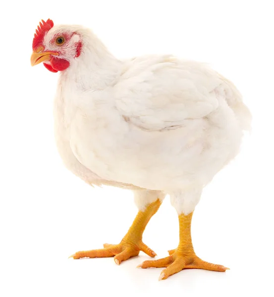 White hen isolated. — Stock Photo, Image