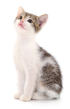 küçük gri kedicik.