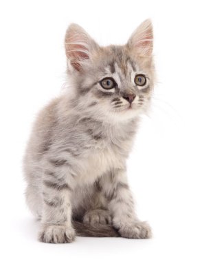 küçük gri kedicik.