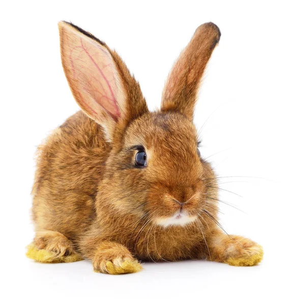 Brown rabbit on white. — Stock Photo, Image