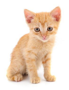 Beyaz zemin üzerinde kedi yavrusu.