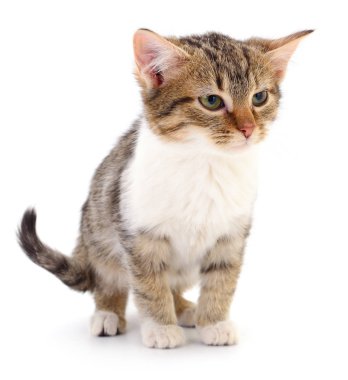 Beyaz zemin üzerinde kedi yavrusu.