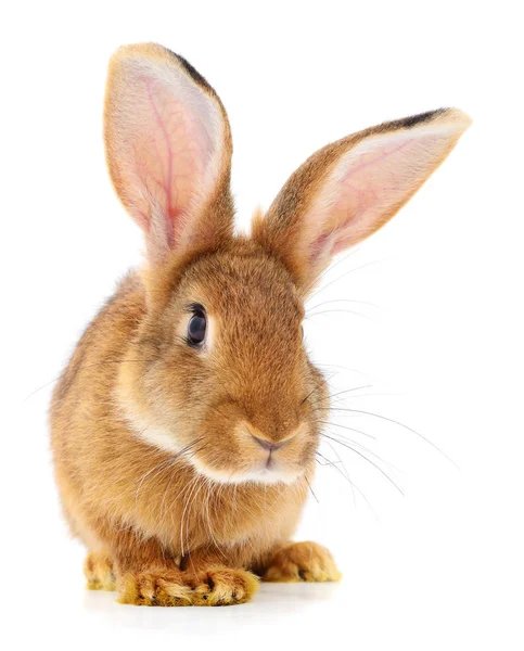 Brun kanin på vit. — Stockfoto