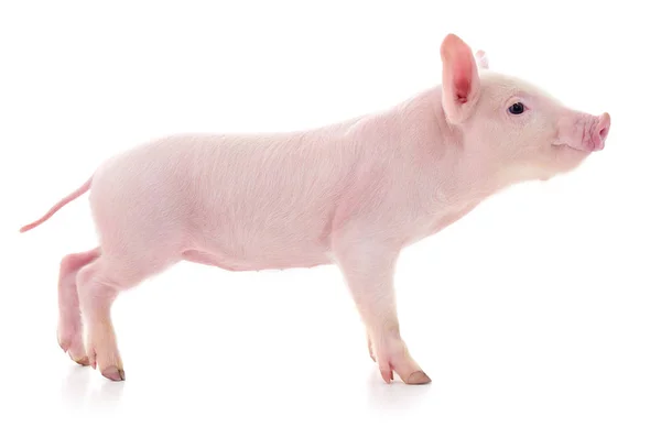 Pig on white — Stock Photo, Image