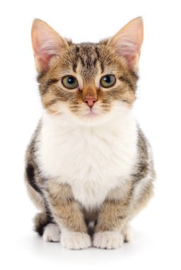 Beyaz zemin üzerinde kedi yavrusu.