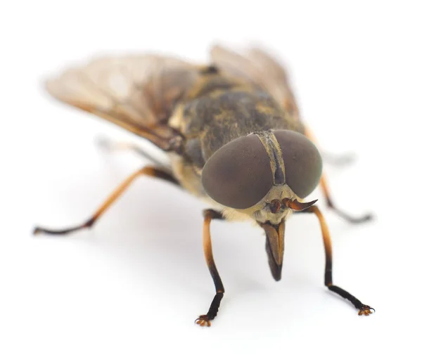 Bruine paardevlieg geïsoleerd. — Stockfoto