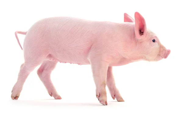 Pig on white — Stock Photo, Image