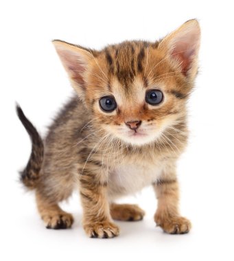 Beyaz zemin üzerinde kedi yavrusu.