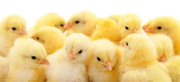 Group of little chicks. — Stock Photo, Image