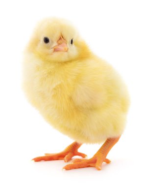 küçük sarı tavuk 