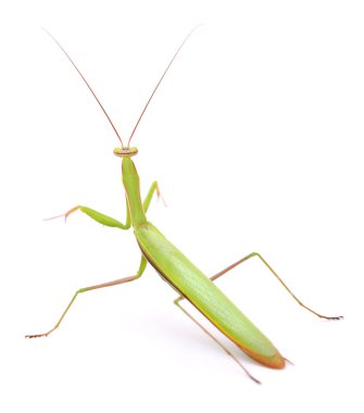 Peygamber devesi beyaz arkaplanda izole.