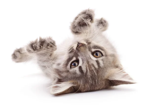 Gatinho no fundo branco. — Fotografia de Stock