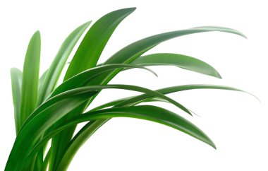 yeşil çimen yaprakları.