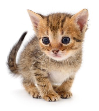 Beyaz zemin üzerinde kedi yavrusu.