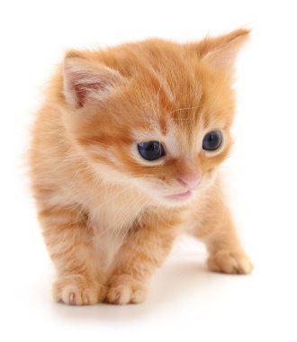 Beyaz zemin üzerinde kedi yavrusu.