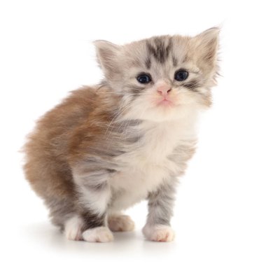 Beyaz zemin üzerinde kedi yavrusu.