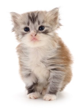 Beyaz zemin üzerinde kedi yavrusu.