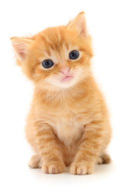 Beyaz zemin üzerinde kedi yavrusu.