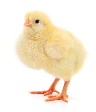 küçük sarı tavuk 