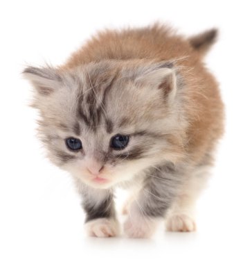 Beyaz zemin üzerinde kedi yavrusu.