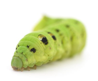 Yeşil tırtıl izole.