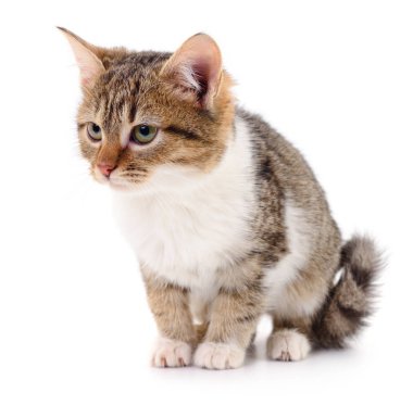 Beyaz zemin üzerinde kedi yavrusu.