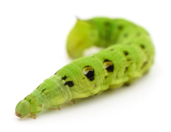 Groene rups geïsoleerd. — Stockfoto