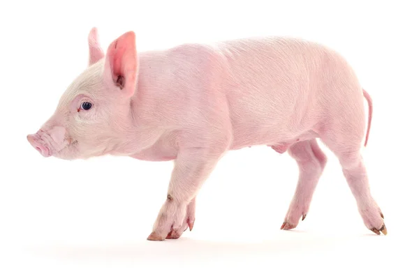 Sucio cerdo en blanco . —  Fotos de Stock