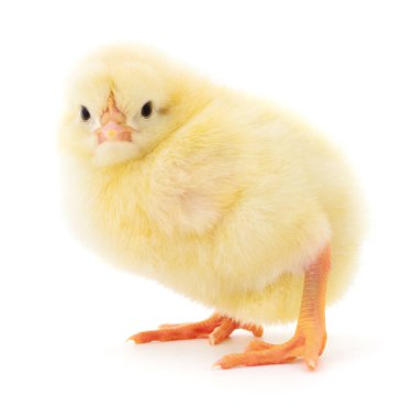 küçük sarı tavuk 