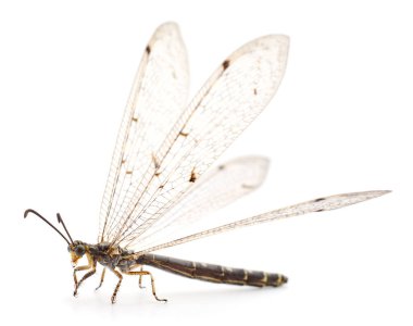 Yusufçuk damselfly izole.