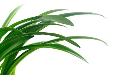 Beyaz arka planda uzun yeşil çimen yaprakları