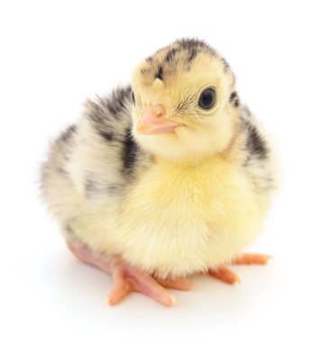 Beyaz arka planda izole edilmiş şirin yeni doğmuş tavuk hindisi..
