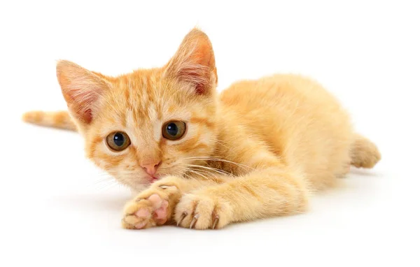 Beyaz arka planda izole edilmiş küçük kahverengi kedi yavrusu.