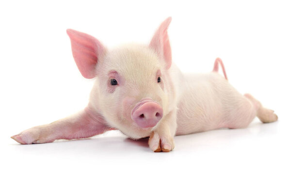 Pig who is represented on a white background