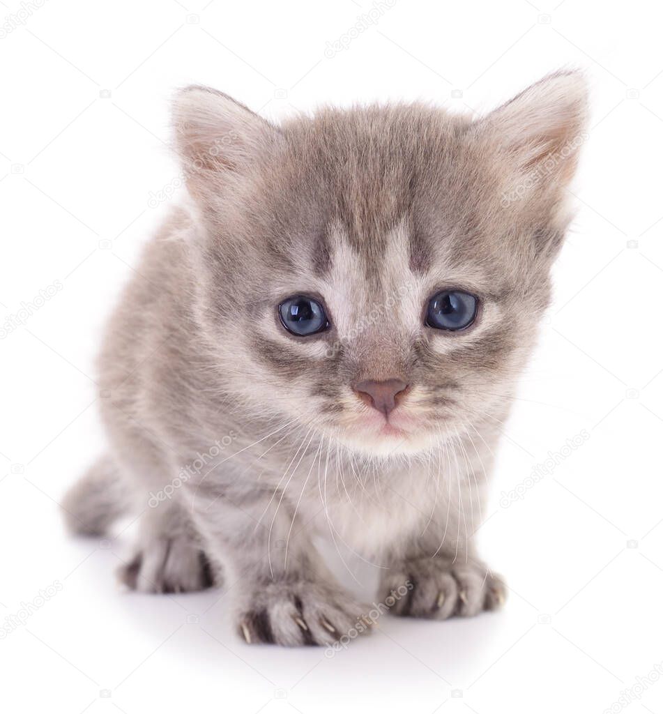 Small gray kitten isolated on white background.