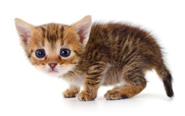 Beyaz arka planda izole edilmiş küçük kahverengi kedi yavrusu.