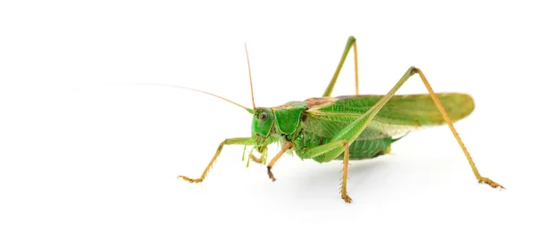 Green Locust Isolated White Background — Stock Photo, Image