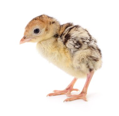 Beyaz arka planda izole edilmiş şirin yeni doğmuş tavuk hindisi..