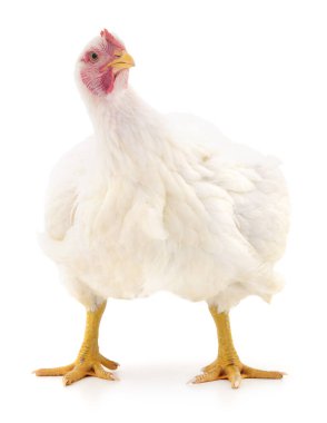 Beyaz tavuk beyaz, stüdyo çekimi