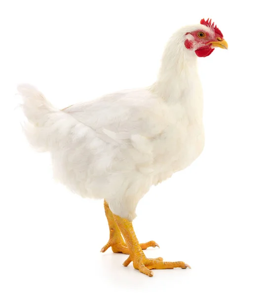 Beyaz tavuk beyaz, stüdyo çekimi