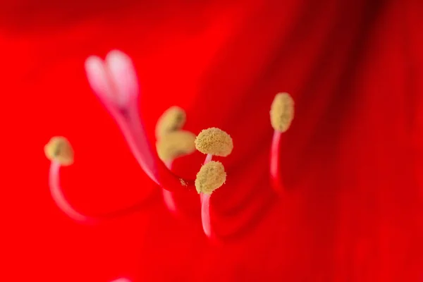 Piros Virág Hippeastrum Vagy Amarilis Közeli — Stock Fotó