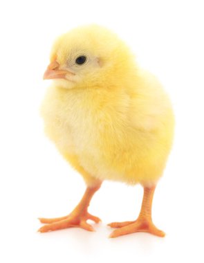 Beyaz arka planda küçük bir tavuk