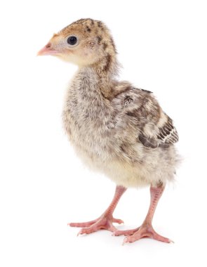 Beyaz arka planda izole edilmiş şirin yeni doğmuş tavuk hindisi..